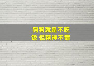 狗狗就是不吃饭 但精神不错